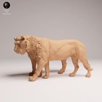 Anml-250810 lion subadult cuddle(ライオン)