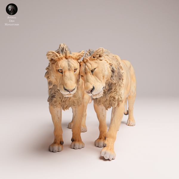 Anml-250810 lion subadult cuddle(ライオン)