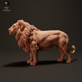 Anml-230807 lion