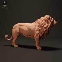 Anml-230807 lion