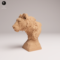 Anml-250809 lion subadult bust(ライオン)