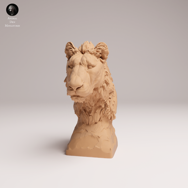 Anml-250809 lion subadult bust(ライオン)