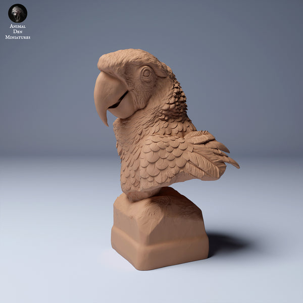 Anml-240407 scarlet macaw bust