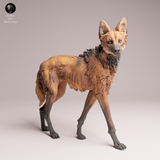 Anml-251204 Maned Wolf standing（タテガミオオカミ）