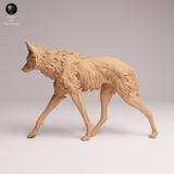 Anml-251205 Maned Wolf walk（タテガミオオカミ）