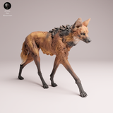 Anml-251205 Maned Wolf walk（タテガミオオカミ）