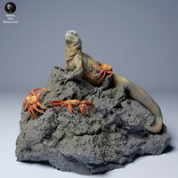 Anml-240810 Marine iguana crabs (ウミイグアナ)