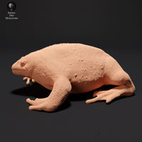 Anml-230909 mexican burrowing toad