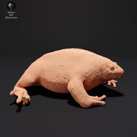 Anml-230909 mexican burrowing toad