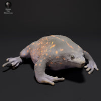 Anml-230909 mexican burrowing toad