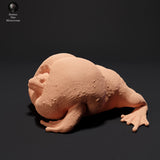 Anml-230910 mexican burrowing toad croak