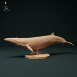 Anml-231206 minke whale