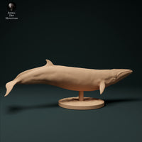 Anml-231206 minke whale