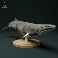 Anml-231206 minke whale