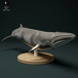 Anml-231206 minke whale