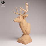 Anml-260106 Mule deer bust（ミュールジカ）