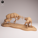 Anml-2601071 Mule deer vs wolf（ミュールジカと狼）