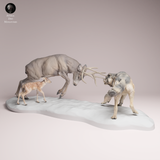 Anml-2601071 Mule deer vs wolf（ミュールジカと狼）