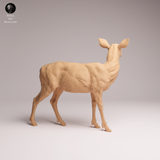 Anml-260108 Mule doe（ミュールジカ）