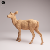 Anml-260108 Mule doe（ミュールジカ）