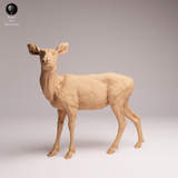 Anml-260108 Mule doe（ミュールジカ）