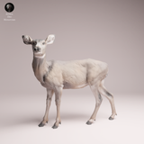 Anml-260108 Mule doe（ミュールジカ）