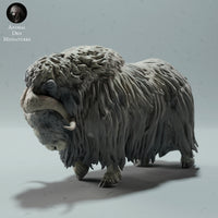 Anml-221205 Musk Ox