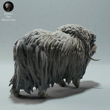 Anml-221205 Musk Ox