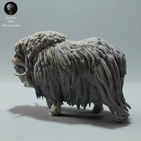 Anml-221205 Musk Ox