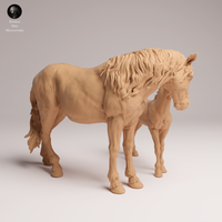 Anml-250910 Mustang female and calf