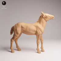 Anml-250909 Mustang calf