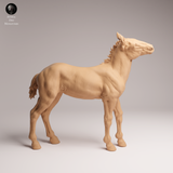 Anml-250909 Mustang calf