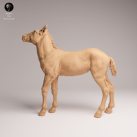 Anml-250909 Mustang calf