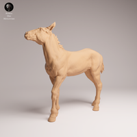Anml-250909 Mustang calf