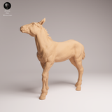 Anml-250909 Mustang calf