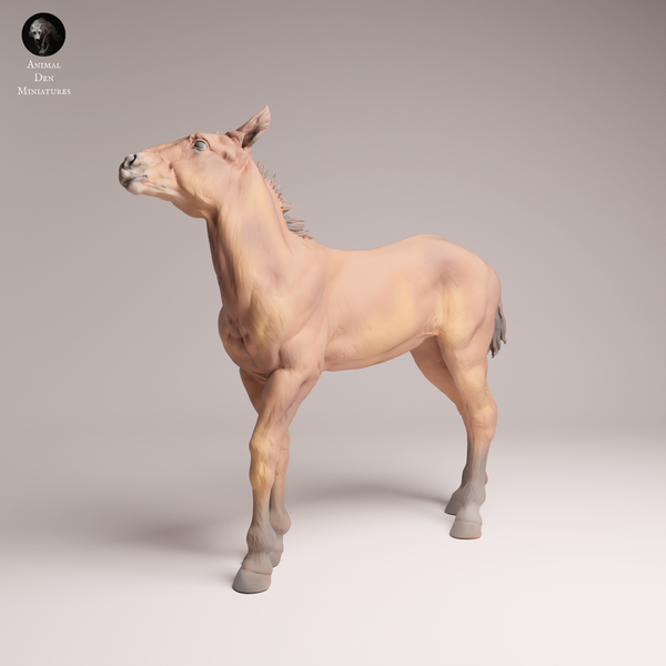 Anml-250909 Mustang calf