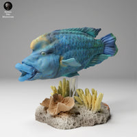 Anml-240602 Napoleon Wrasse2(ナポレオンフィッシュ)