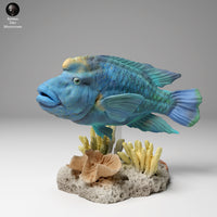 Anml-240601 Napoleon Wrasse1(ナポレオンフィッシュ)