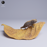 Anml-250506 nosy hara leaf chameleon（ミクロヒメカメレオン）