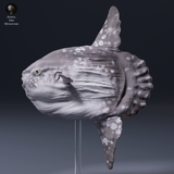 Anml-260904 Ocean Sunfish（マンボウ）