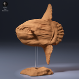 Anml-260904 Ocean Sunfish（マンボウ）