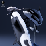 Anml-260905 Ocean Sunfish and Orcas（マンボウとオルカ）