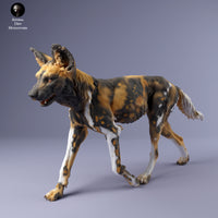 Anml-240209 painted dog female walk（リカオン）