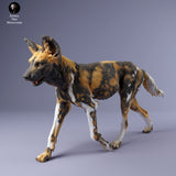 Anml-240209 painted dog female walk（リカオン）