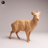 Anml-260109 pudu deer（プーズー）