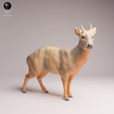 Anml-260109 pudu deer（プーズー）