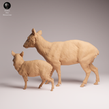 Anml-260110 pudu doe and fawn（プーズー）