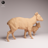 Anml-260110 pudu doe and fawn（プーズー）