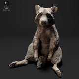 Anml-230916 raccoon sitting