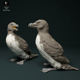 Anml-231210 razorbills